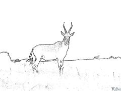 Antilope Ausmalbilder Zum Ausdrucken